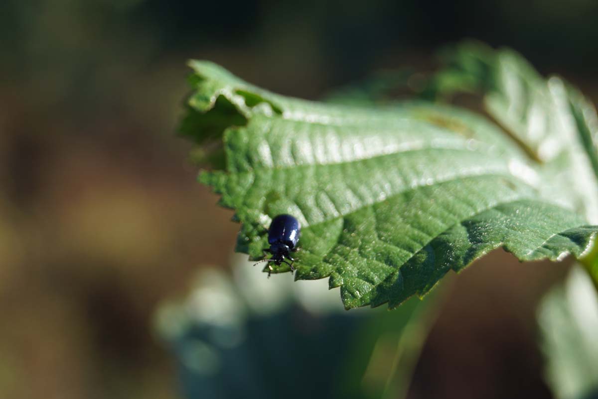 Alnus incana meerstammig / struik biodiversiteit