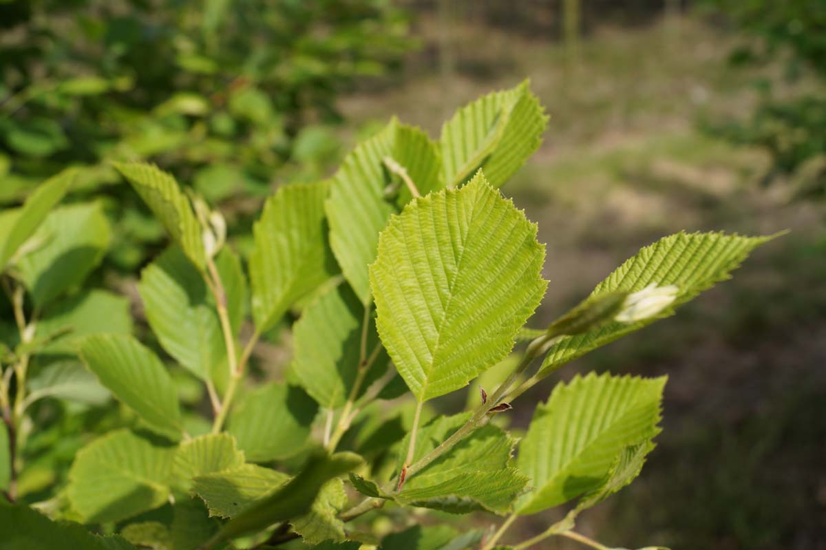 Alnus incana 'Aurea' meerstammig / struik