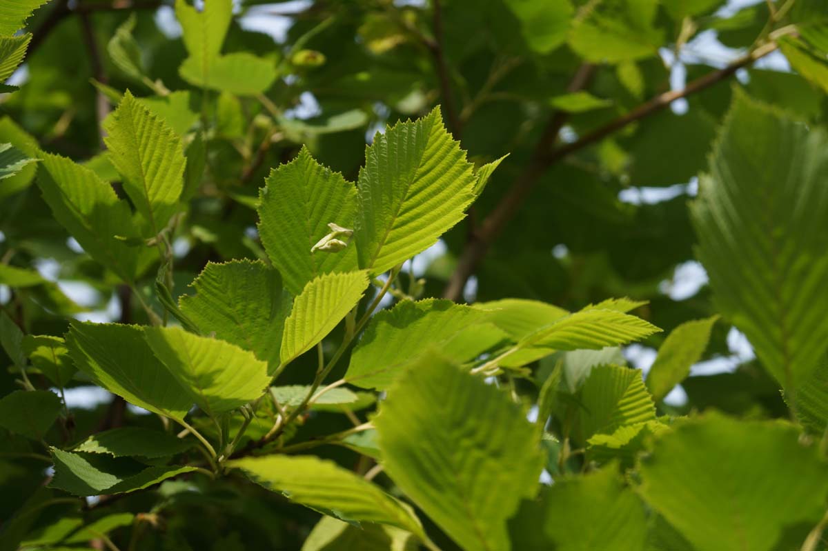 Alnus incana 'Aurea' op stam