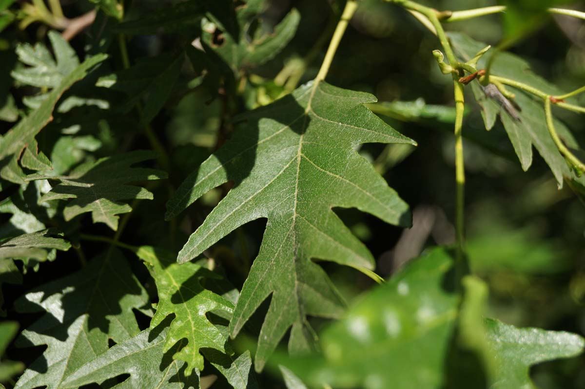 Alnus incana 'Laciniata' op stam