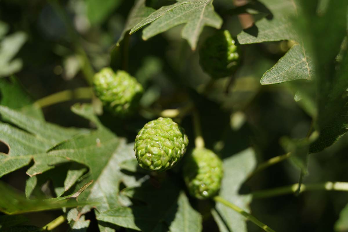 Alnus incana 'Laciniata' op stam
