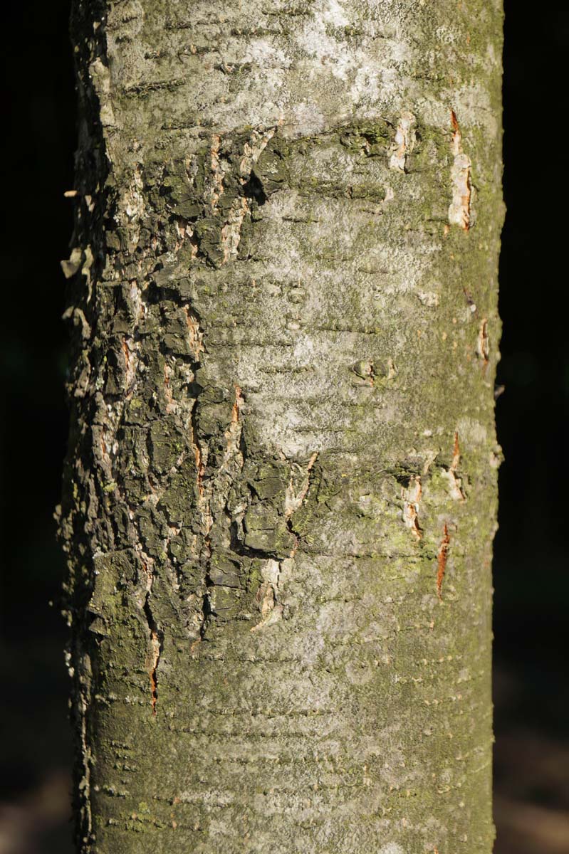 Alnus incana 'Laciniata' op stam