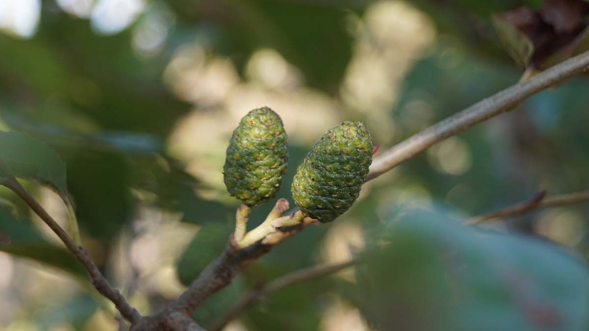 Alnus spaethii Tuinplanten kegel