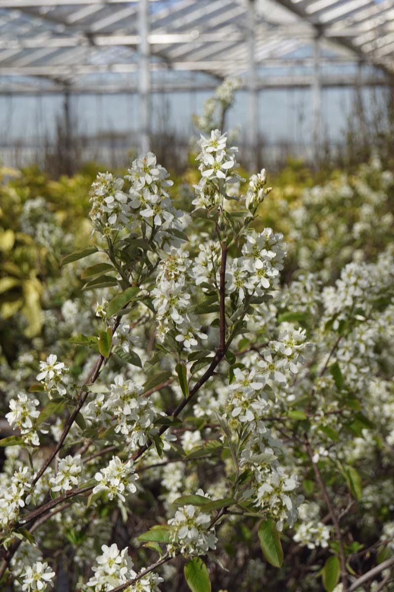 Amelanchier alnifolia 'Smoky' Tuinplanten bloesem