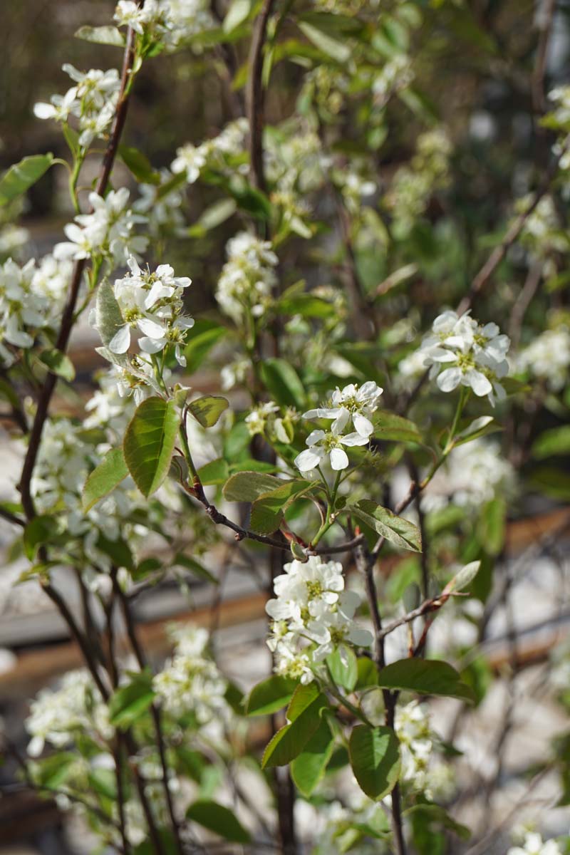 Amelanchier alnifolia 'Smoky' Tuinplanten bloesem