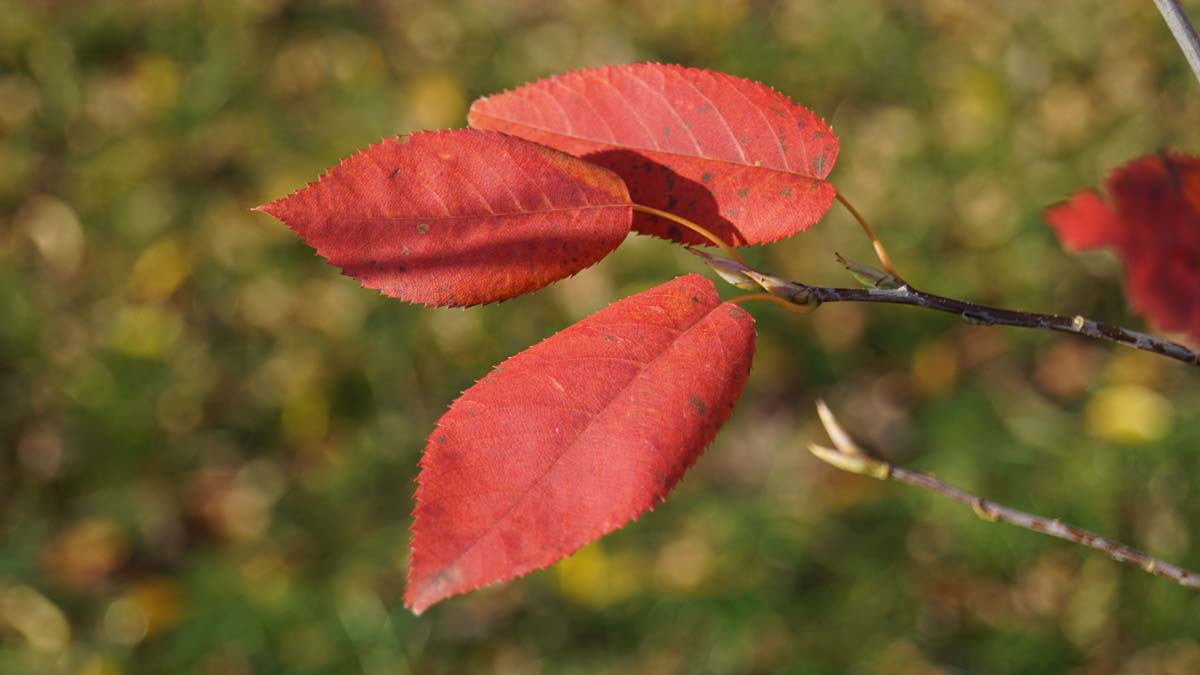 Amelanchier arborea 'Robin Hill' op stam herfstkleur