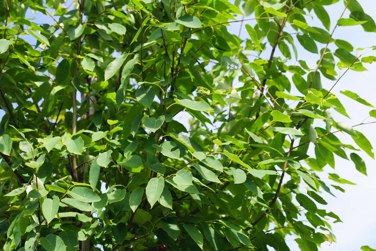 Amelanchier arborea 'Robin Hill' op stam