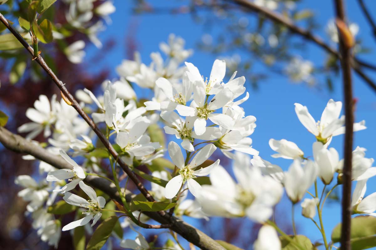 Amelanchier 'Ballerina' solitair bloem