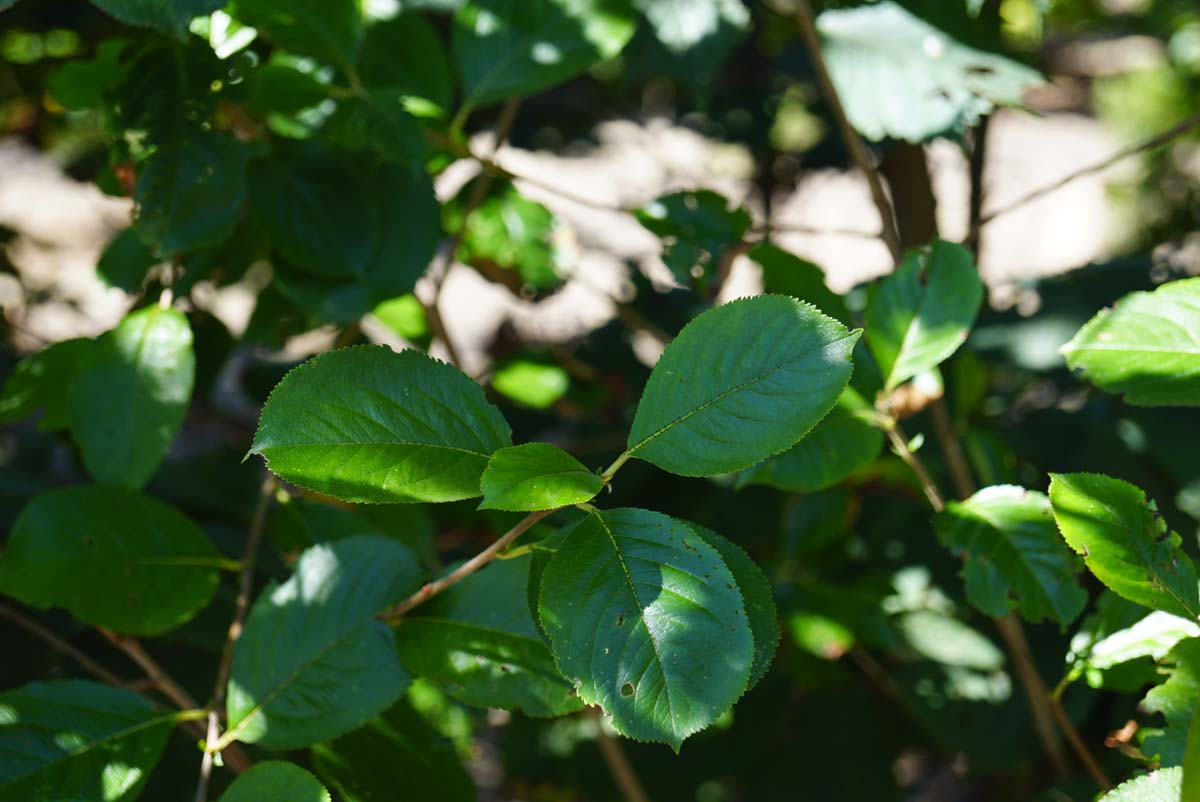 Aronia melanocarpa blad