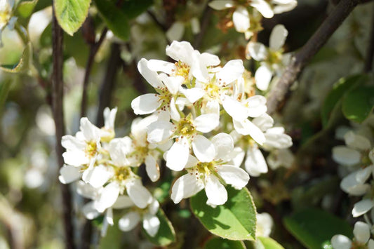 Amelanchier spicata haagplant
