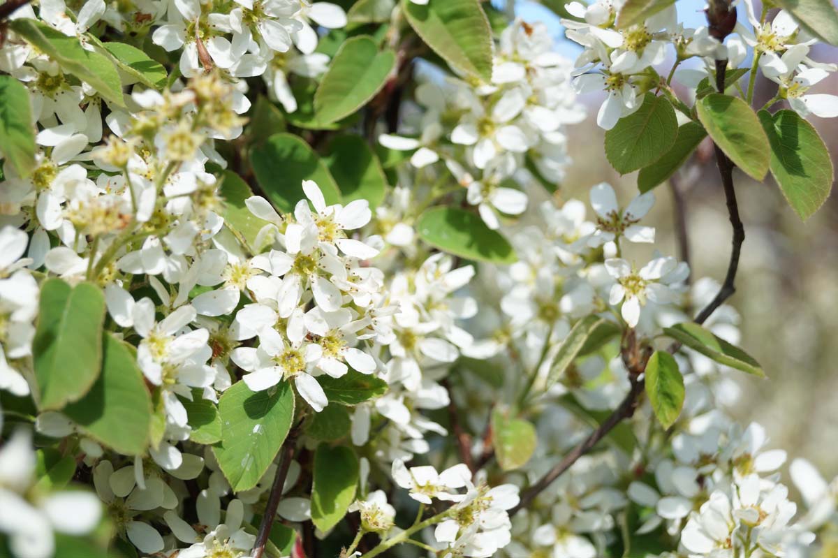 Amelanchier spicata meerstammig / struik