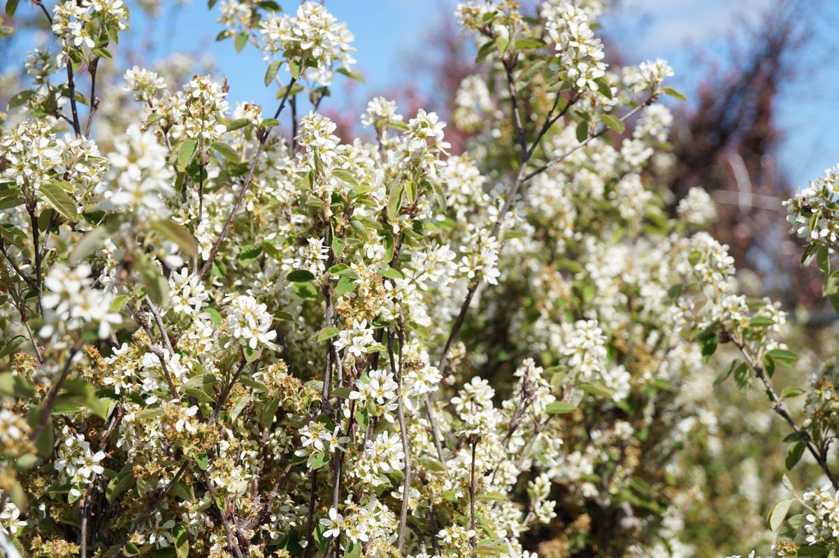 Amelanchier spicata meerstammig / struik