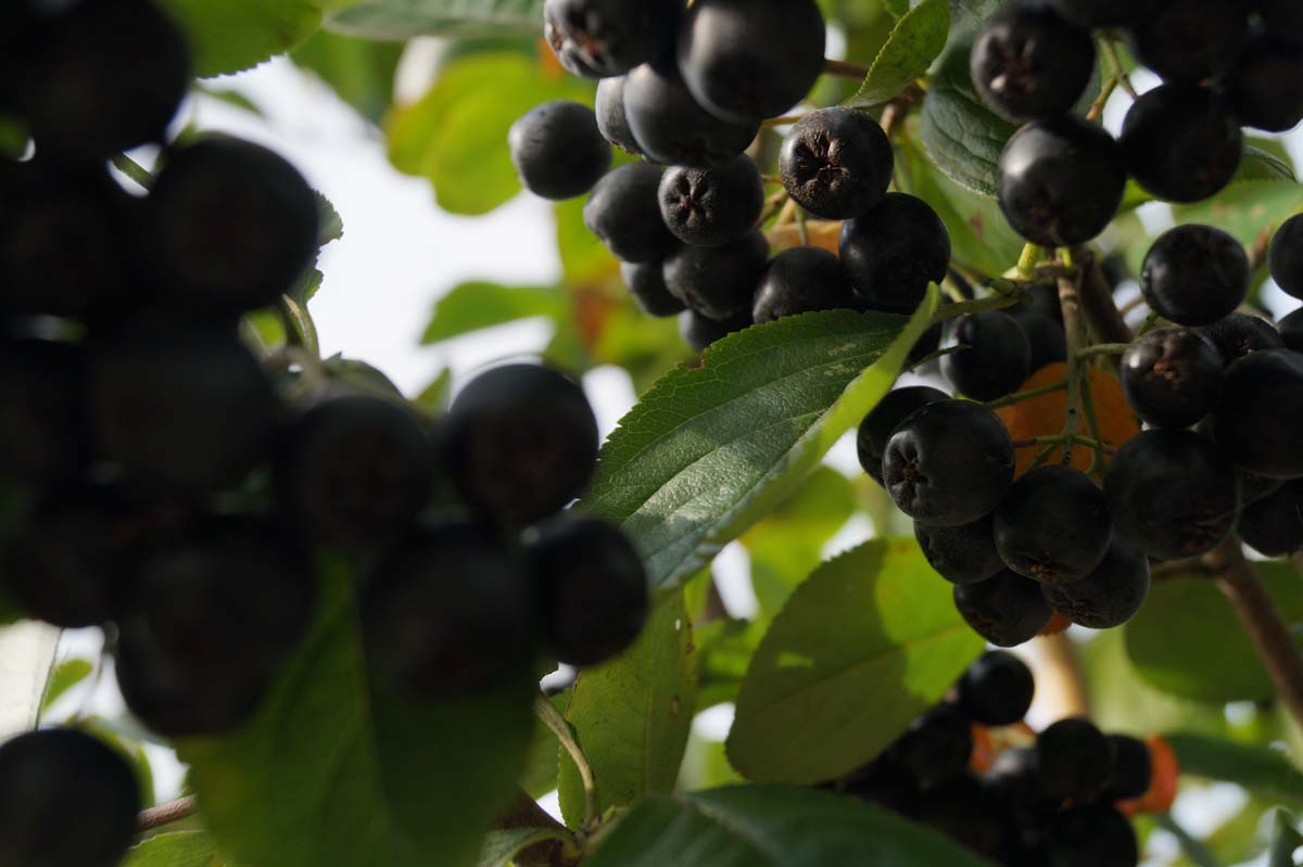 Aronia prunifolia 'Viking' haagplant vrucht