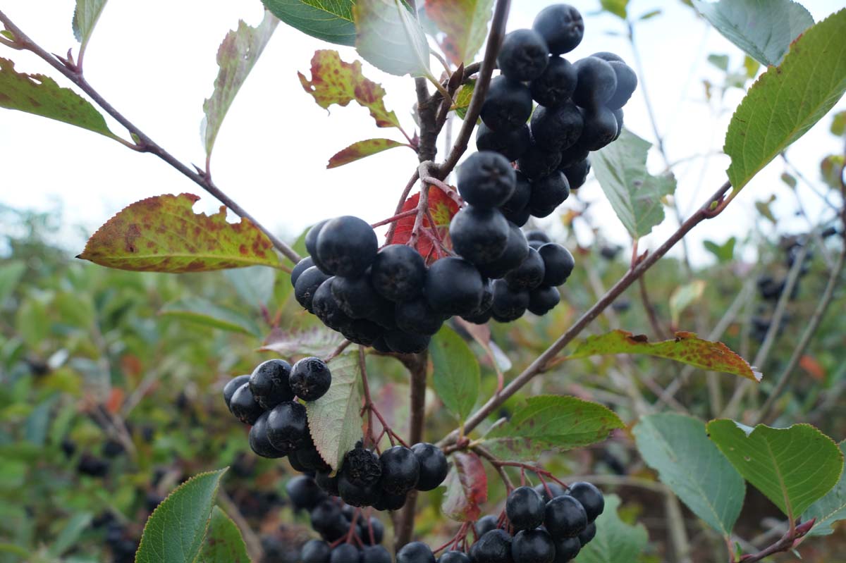 Aronia prunifolia 'Viking' Tuinplanten vrucht