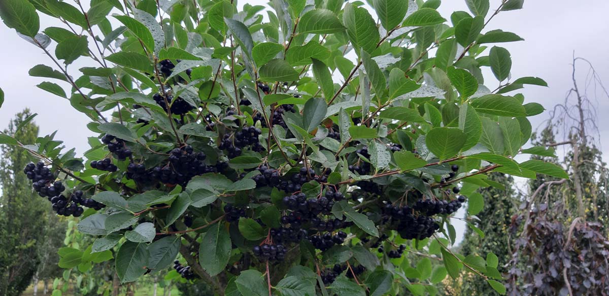 Aronia prunifolia 'Viking' haagplant vrucht