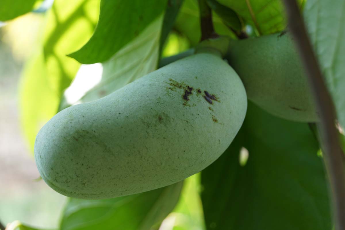 Asimina triloba haagplant vrucht