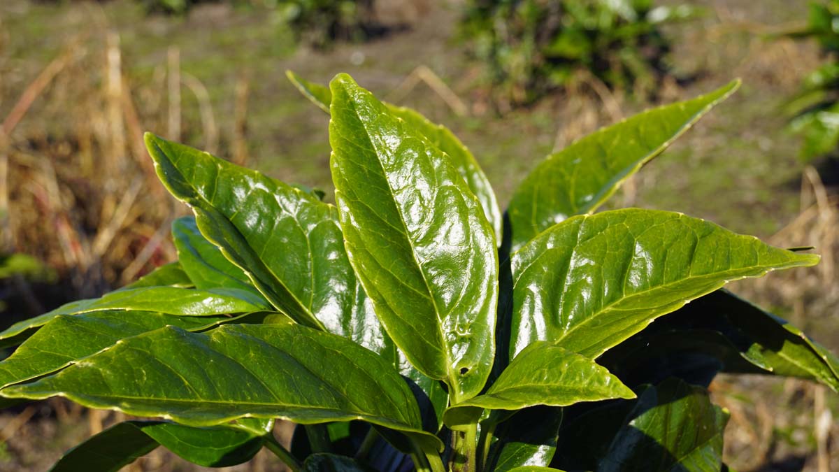 Aucuba japonica meerstammig / struik