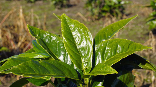 Aucuba japonica Tuinplanten