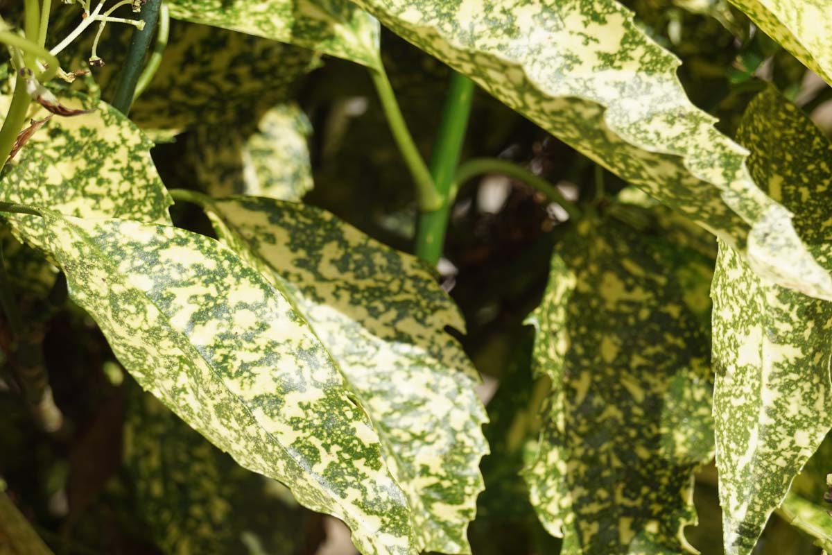 Aucuba japonica 'Golden King' meerstammig / struik