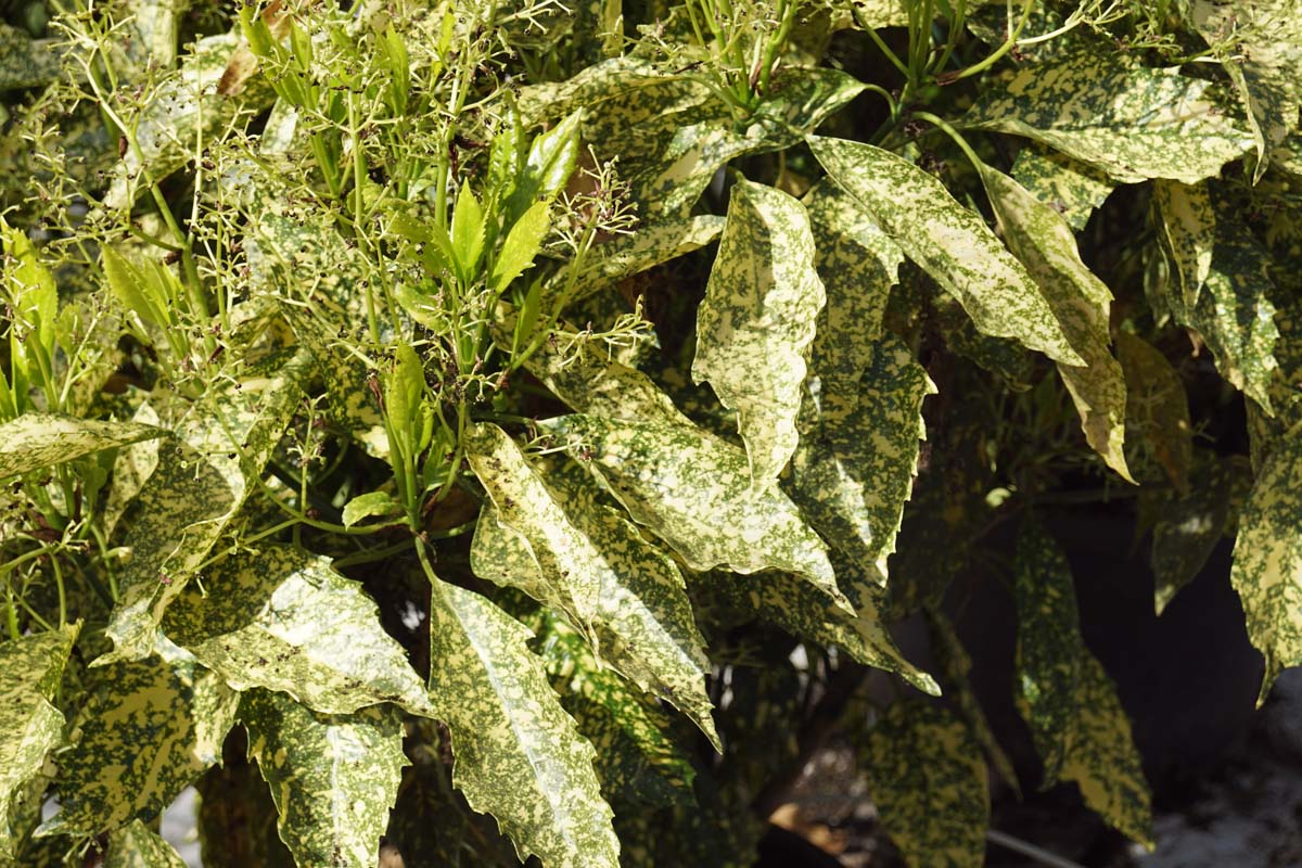 Aucuba japonica 'Golden King' meerstammig / struik