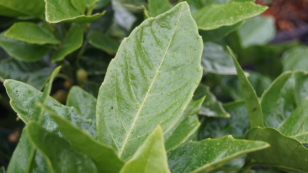 Aucuba japonica 'Rozannie' Tuinplanten