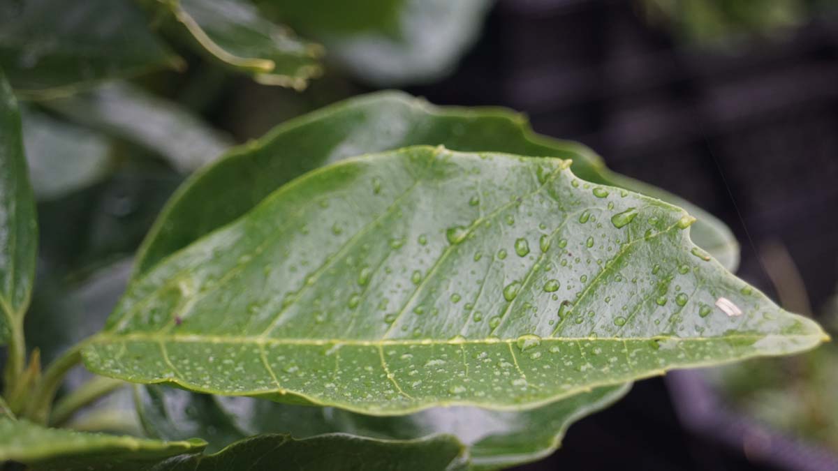 Aucuba japonica 'Rozannie' Tuinplanten