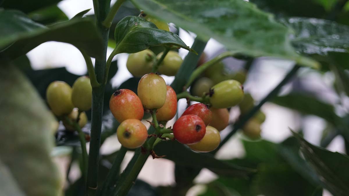 Aucuba japonica 'Rozannie' Tuinplanten