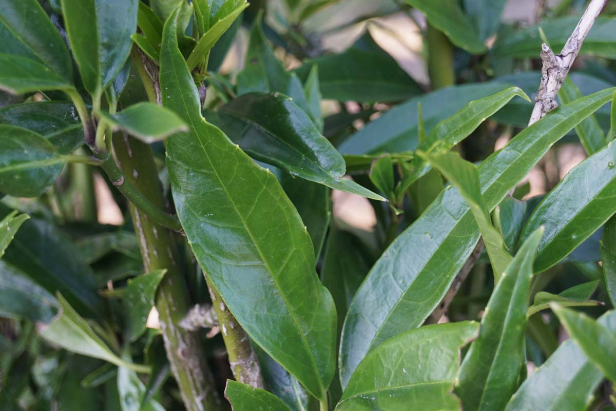 Aucuba japonica 'Salicifolia' meerstammig / struik