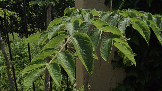 Aralia elata op stam blad