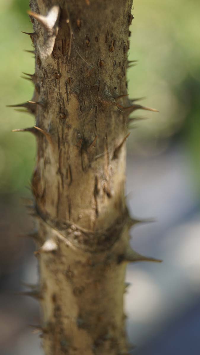 Aralia elata op stam stam