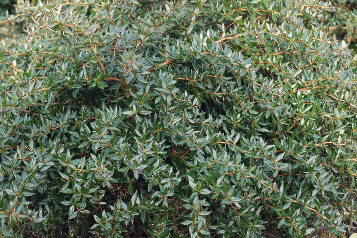 Berberis frikartii 'Telstar' meerstammig / struik