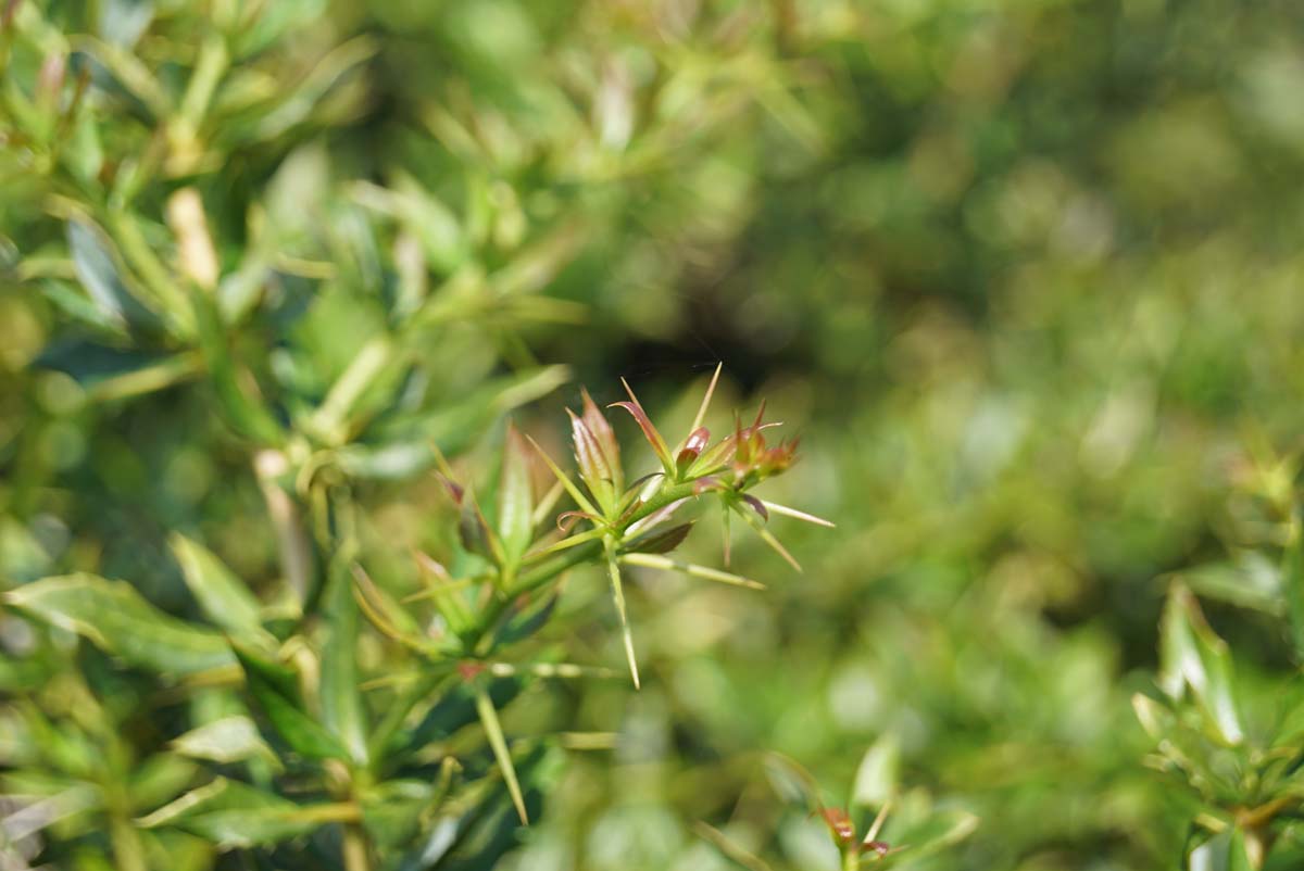 Berberis hybrido-gagnepainii 'Chenaultii' Tuinplanten