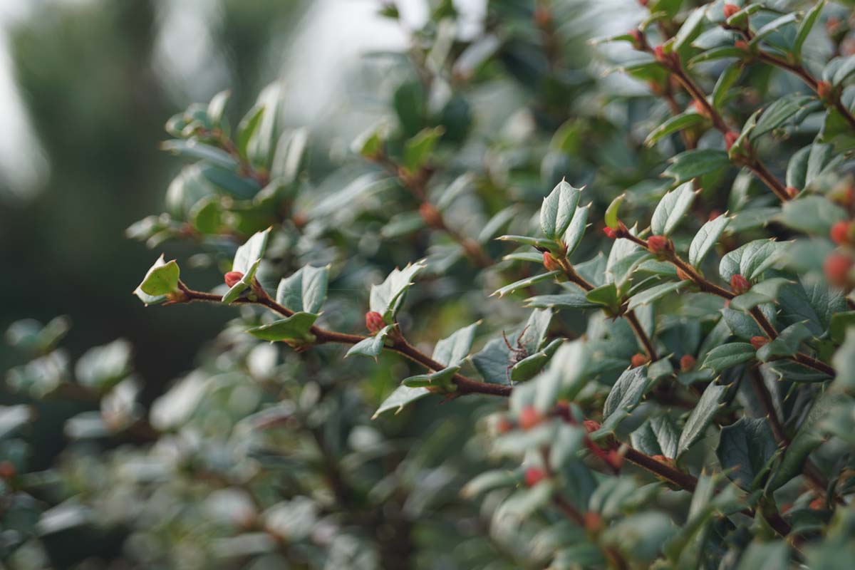 Berberis ottawensis 'Superba' meerstammig / struik blad