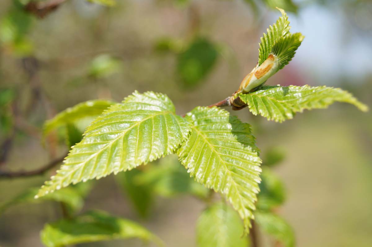Betula utilis albosinensis op stam