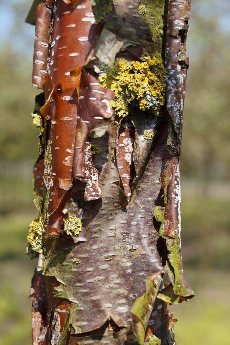 Betula utilis albosinensis op stam