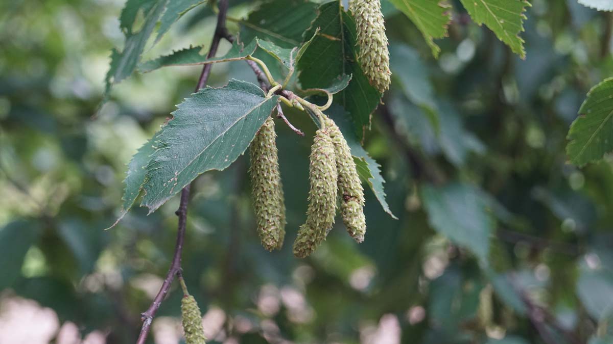 Betula utilis 'Fascination' meerstammig / struik