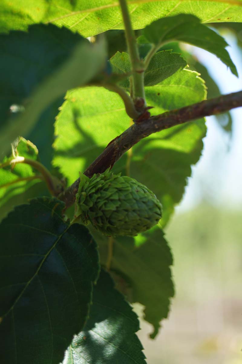 Betula alleghaniensis op stam kegel
