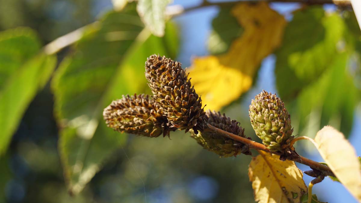 Betula alleghaniensis op stam kegel