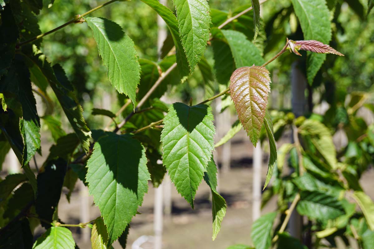 Betula alleghaniensis op stam twijg