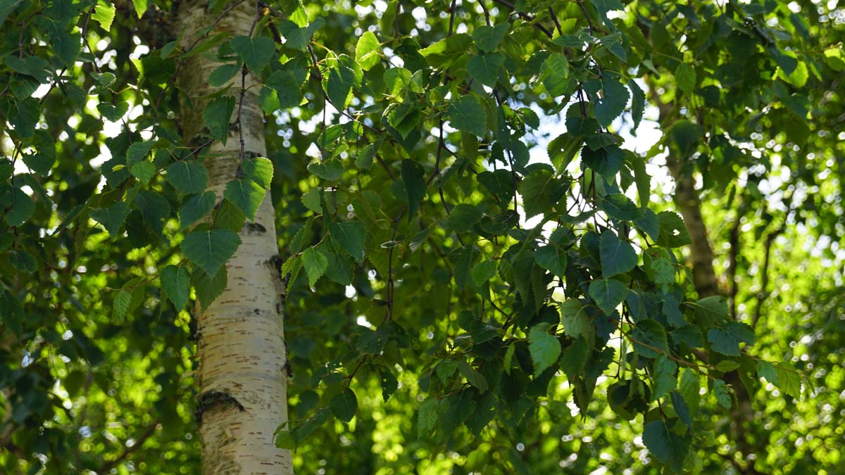 Betula ermanii 'Holland' solitair