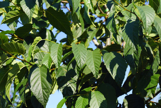 Betula lenta Tuinplanten