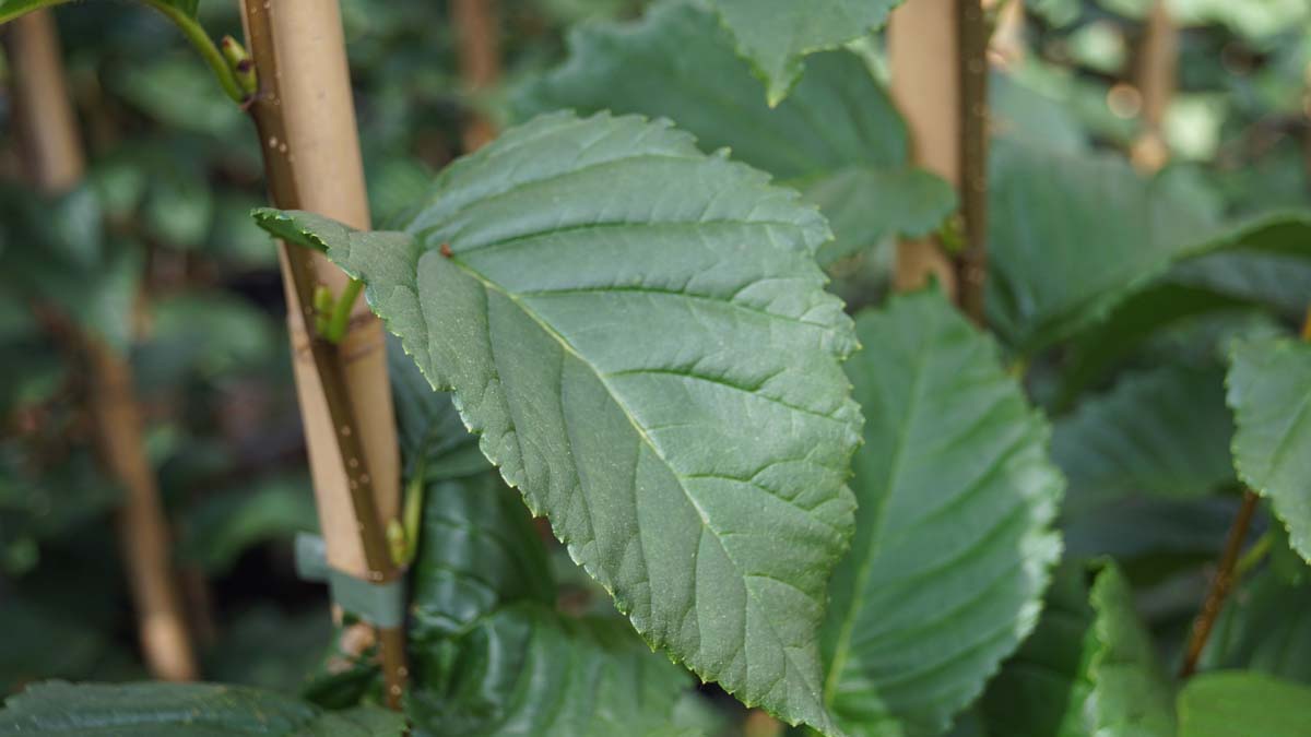 Betula medwediewii 'Gold Bark' op stam
