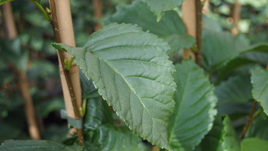 Betula medwediewii 'Gold Bark' op stam