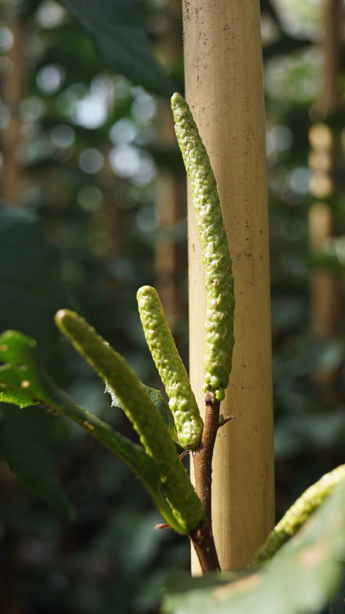 Betula medwediewii 'Gold Bark' op stam