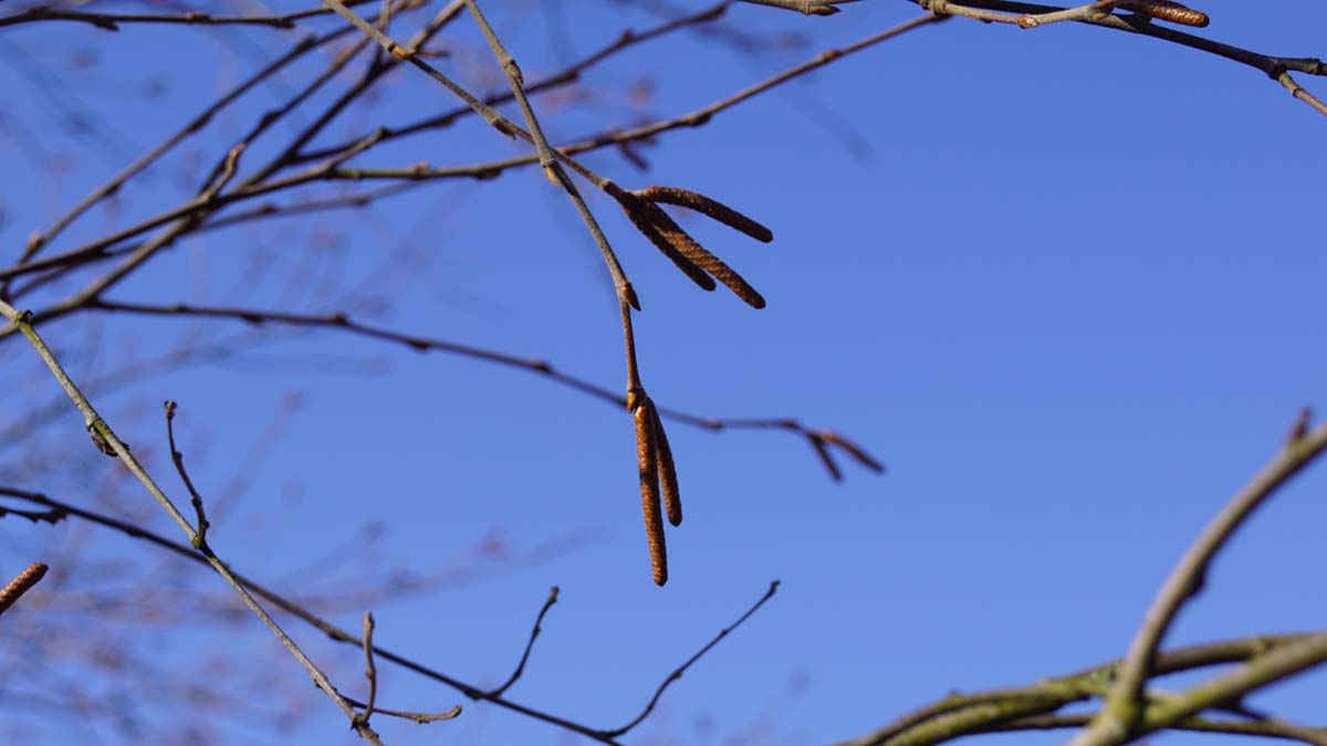 Betula nigra 'Heritage' meerstammig / struik