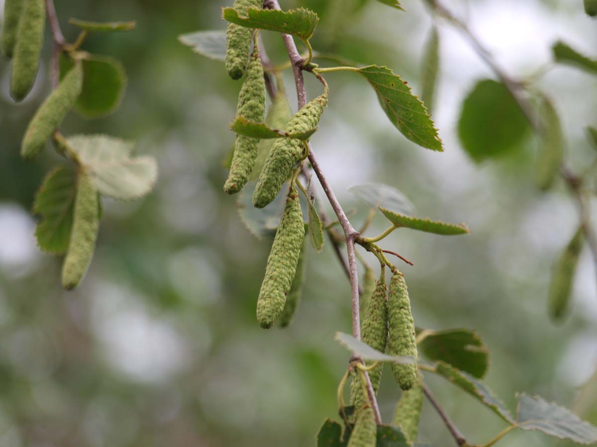 Betula papyrifera op stam