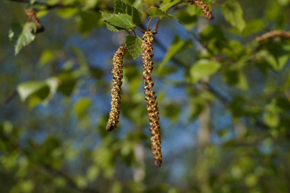 Betula pendula meerstammig / struik zaaddoos