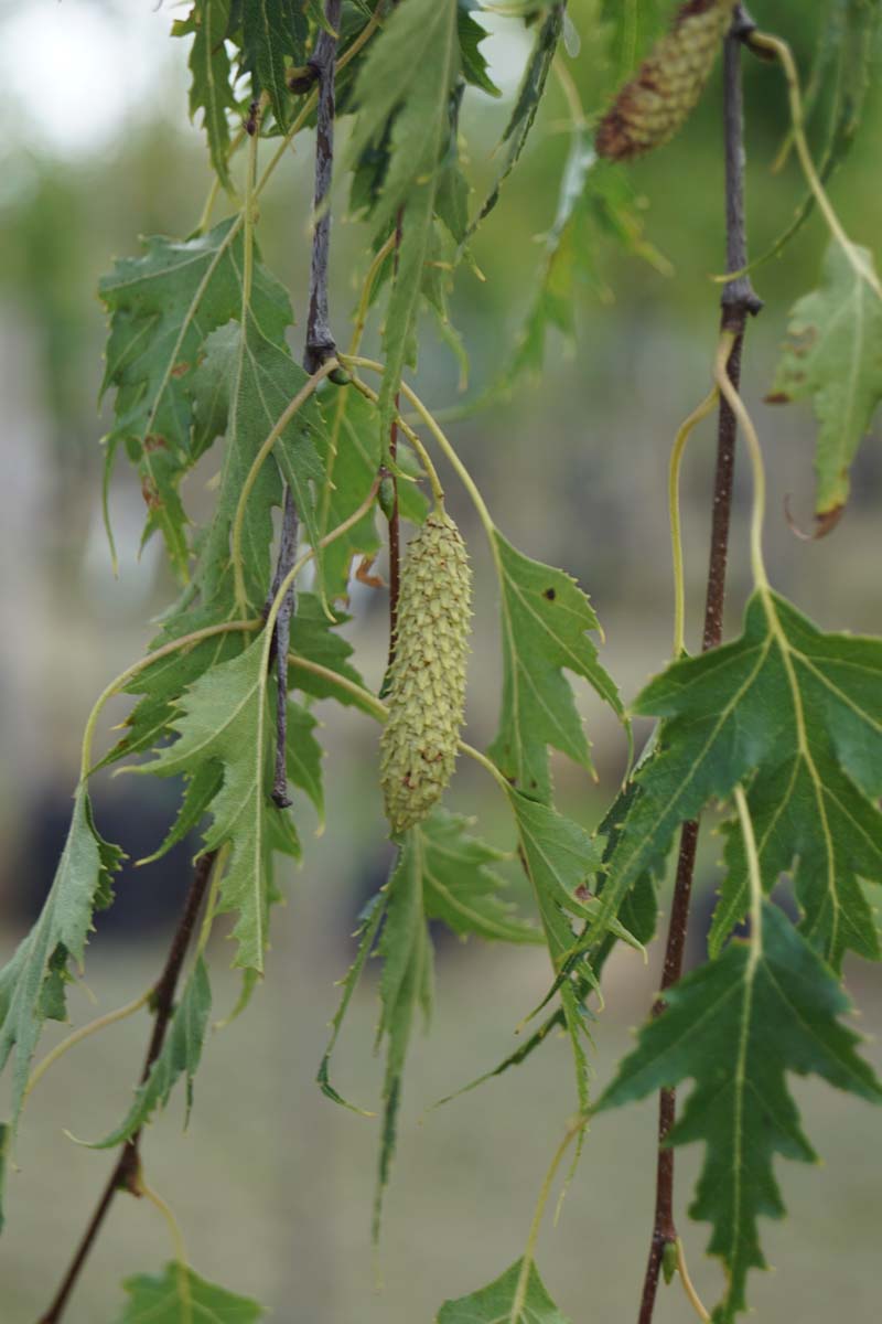 Betula pendula 'Crispa' meerstammig / struik