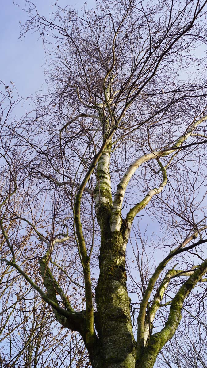 Betula pendula 'Fastigiata' op stam