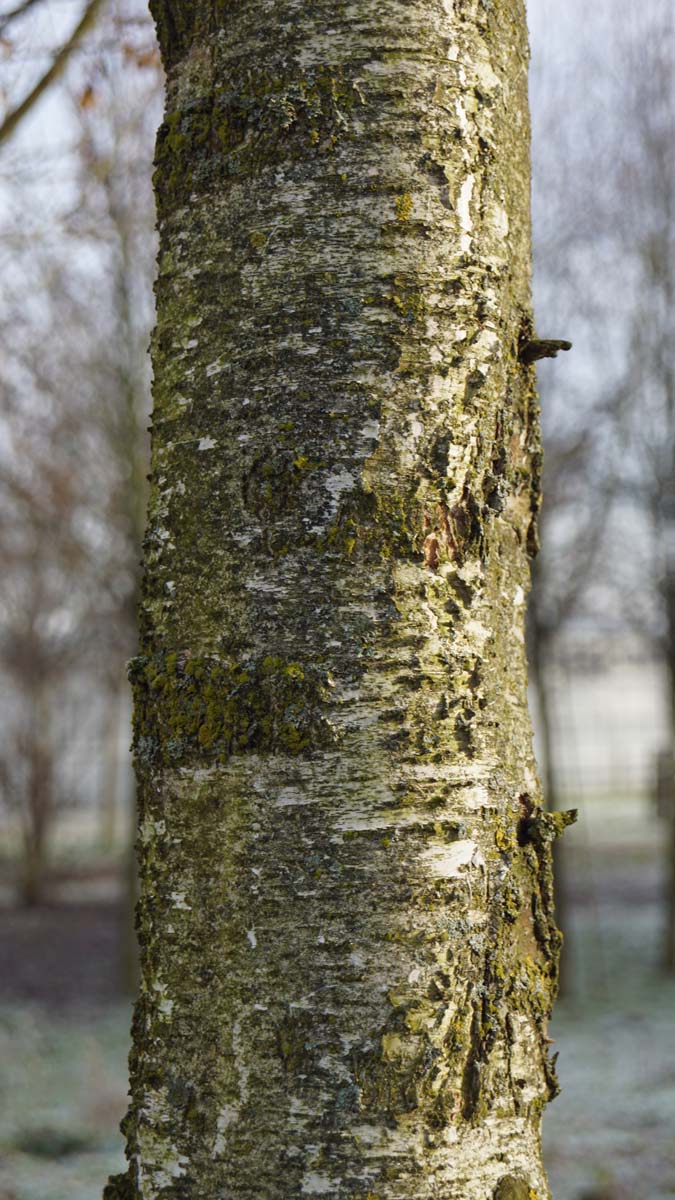 Betula pendula 'Fastigiata' meerstammig / struik